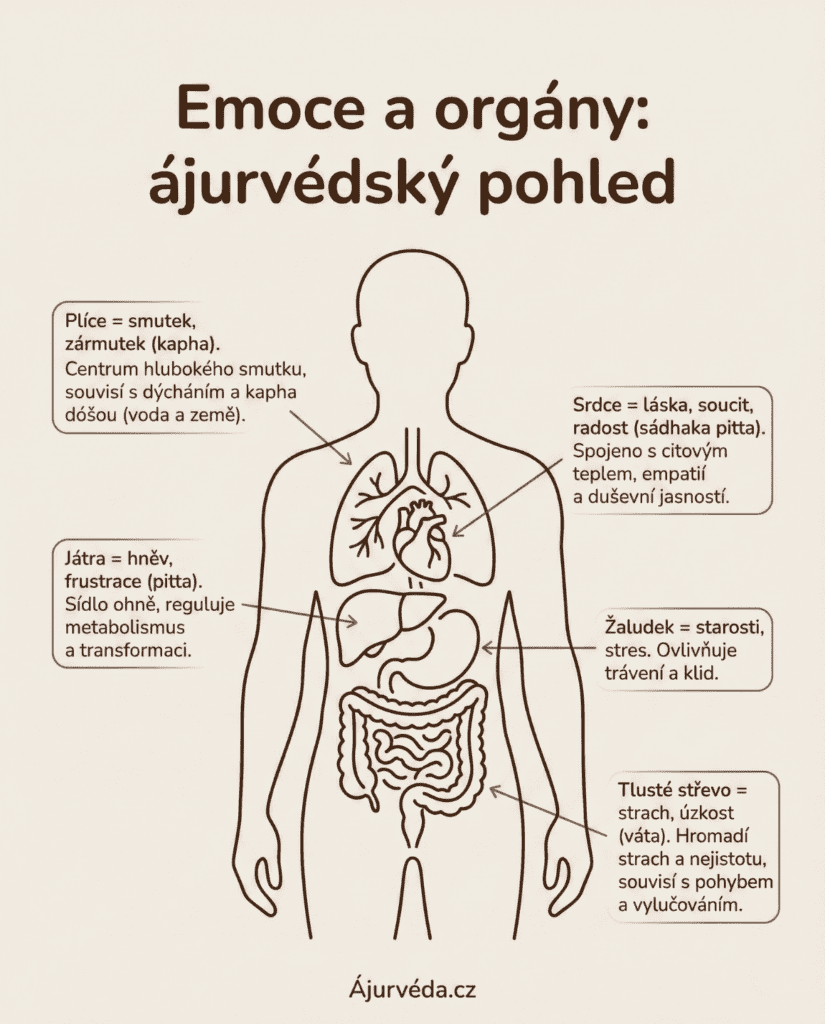 Infografika znázorňující spojení emocí s konkrétními orgány podle ájurvédy